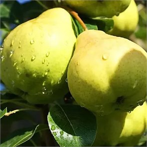 Груша Августовская роса 1881