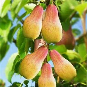 Талгарская красавица 1882