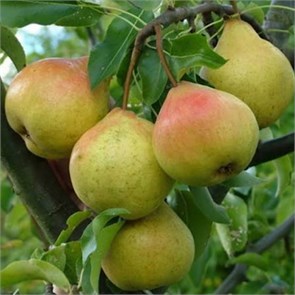 Груша Осенняя Яковлева 1883