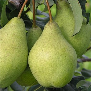 Груша Просто Мария 1885