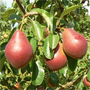 Груша Ника 1886