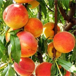 {{photo.Alt || photo.Description || 'Персик Вардени'}}