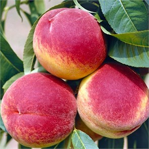 {{photo.Alt || photo.Description || 'Персик Санкрест'}}