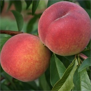 {{photo.Alt || photo.Description || 'Персик Флеминг Фьюри'}}