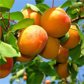 Абрикос Ананасный (Абрикос Шалах, Абрикос Цюрупинский) 1862