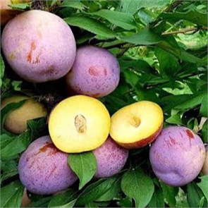 Слива Оцарк Премьер (Слива Озарк Премьер, Азарк Премьер) 1903