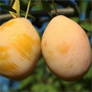 Слива Наташа 1904