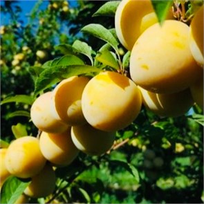 Слива Лимонная 1905