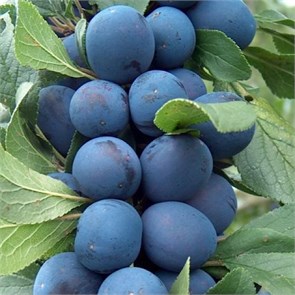 Слива колонновидная Блю Свит 1908