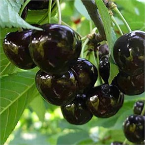 Черешня Ленинградская чёрная 1911