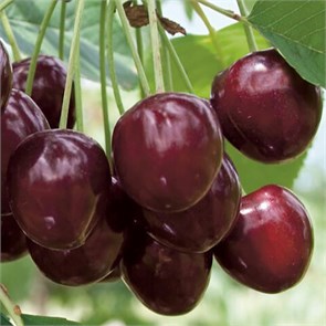 Черешня Любимица Астахова 1912