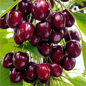 Черешня Ревна 1914