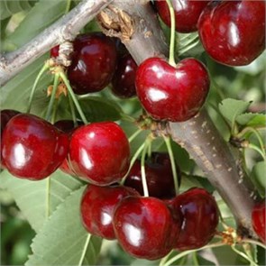 Черешня Саммит 1915