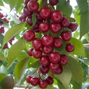 Черешня колонновидная Сильвия 1917