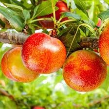 Шарафуга Белла Голд 1918