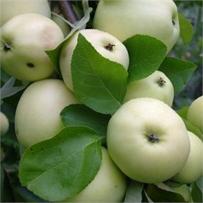 Яблоня Белый налив 1920