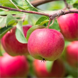 Яблоня Грушовка московская 1921