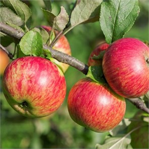 Яблоня Конфетное 1922