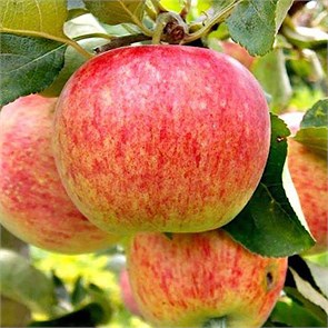 Яблоня Медуница 1923