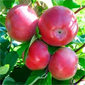 Яблоня Раннее алое 1926