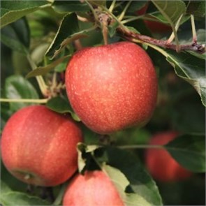 Яблоня Гала 1933