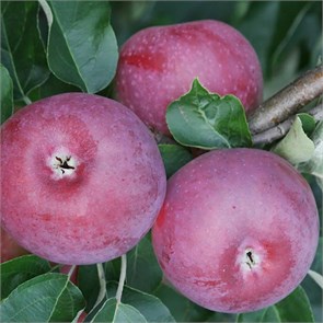 Яблоня Подарок Графскому 1936