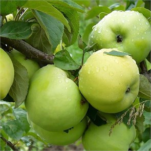 Яблоня Антоновка 1937