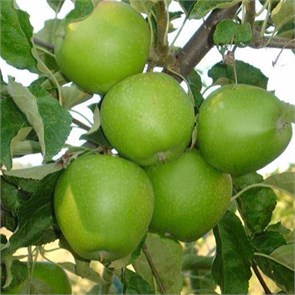 Яблоня Гренни Смит 1939