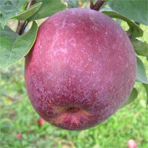 Яблоня Лобо 1941