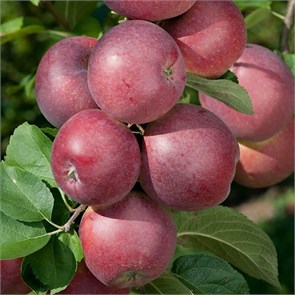 Яблоня Спартан 1942