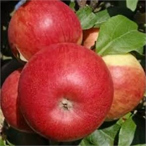 Яблоня Ханикрисп (Яблоня Хонейкрисп, Хани крисп) 1944