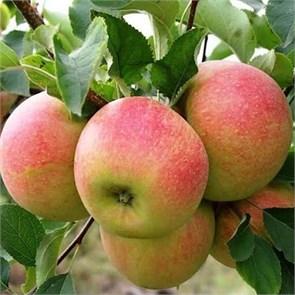 Яблоня Чемпион 1945