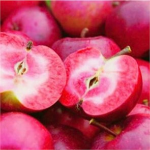 {{photo.Alt || photo.Description || 'Яблоня красномякотная Сирена'}}