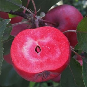 {{photo.Alt || photo.Description || 'Яблоня красномякотная Ред Кетти'}}