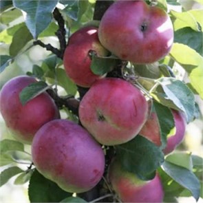 Яблоня колонновидная Есения 1951