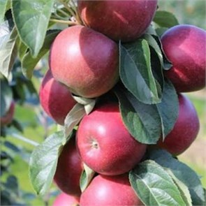 Яблоня колонновидная Московское ожерелье 1952