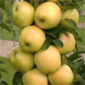 Яблоня колонновидная Янтарное ожерелье 1954