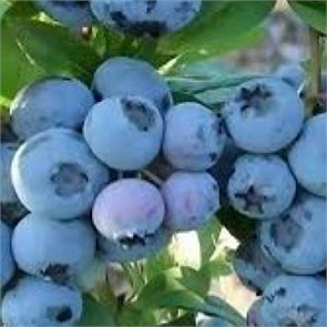Голубика Спартан (Vaccinium corymbosum “Spartan”) 1955