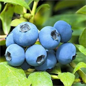 Голубика Шантеклер (Vaccinium corymbosum “Chanticleer” 1957