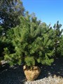 Сосна обыкновенная (Pinus sylvestris) Pinus-sylvestris - фото 4723