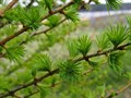 Лиственница сибирская (Larix sibirica) Larix-sibirica