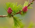 Лиственница сибирская (Larix sibirica) Larix-sibirica