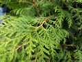 Туя Брабант (Thuja occidentalis) Thuja-occidentalis
