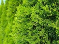 Туя Брабант (Thuja occidentalis) Thuja-occidentalis