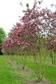 Яблоня Недзвецкого (Malus niedzwetzkyana) Malus-niedzwetzkyana - фото 4744