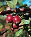 Яблоня Недзвецкого (Malus niedzwetzkyana) Malus-niedzwetzkyana