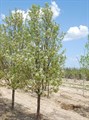 Груша уссурийская (Pyrus ussuriensis) Pyrus-ussuriensis - фото 4748