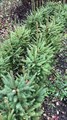 Ель обыкновенная (Picea abies) Picea-abies