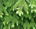 Ель обыкновенная (Picea abies) Picea-abies