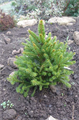 Ель обыкновенная (Picea abies) Picea-abies